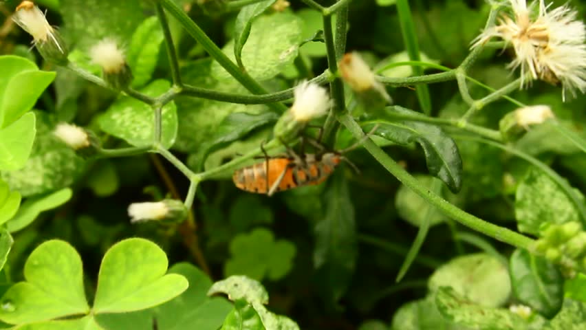 Red Beetle Bug macro Close-Up Macro videography