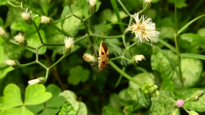 Red Beetle Bug macro Close-Up Macro videography