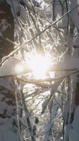 Sunshine through winter forest snow branches