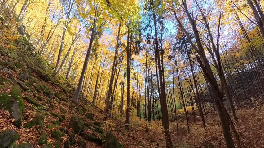 yellow autumn trees in the forest with blue sky