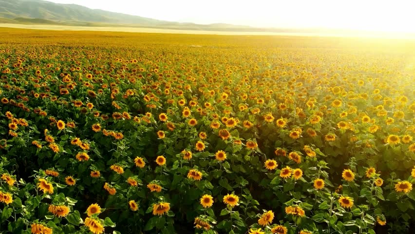 A serene and vibrant field of sunflowers stretches towards the horizon at sunset, with rolling hills and mountains in the background. The scene exudes peacefulness and natural beauty.