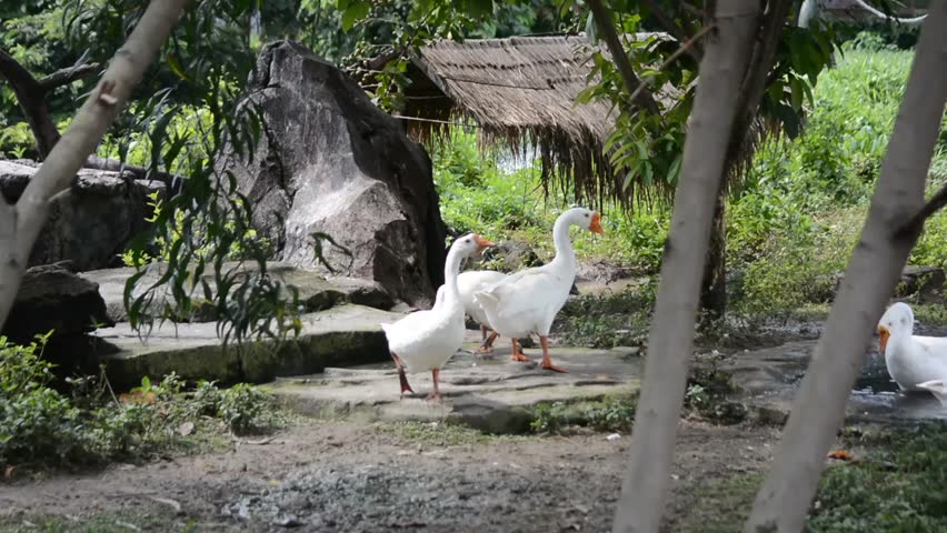 A group of domestic white geese (Anser anser domesticus) with orange beaks walking on a stone path in a rustic rural setting with a thatched hut and green foliage