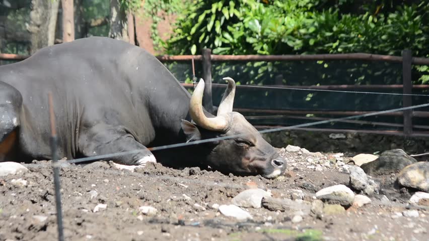 A powerful male Javan banteng (Bos javanicus) with large curved horns resting on dry earth in a sunlit zoo habitat, featuring a black coat and white stockings on its legs