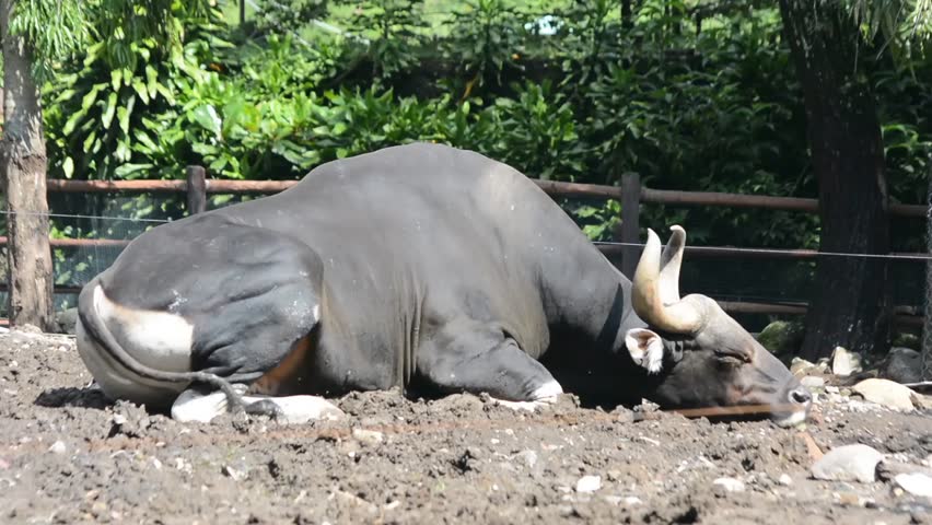 A powerful male Javan banteng (Bos javanicus) with large curved horns resting on dry earth in a sunlit zoo habitat, featuring a black coat and white stockings on its legs