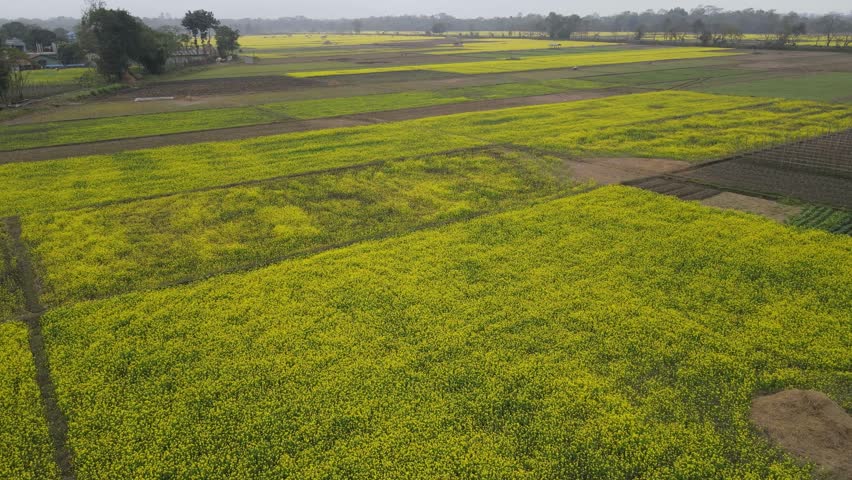 Yellow Mustard Fields in Chitwan, Nepal