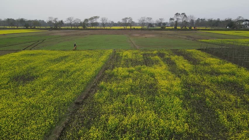 Yellow Mustard Fields in Chitwan, Nepal