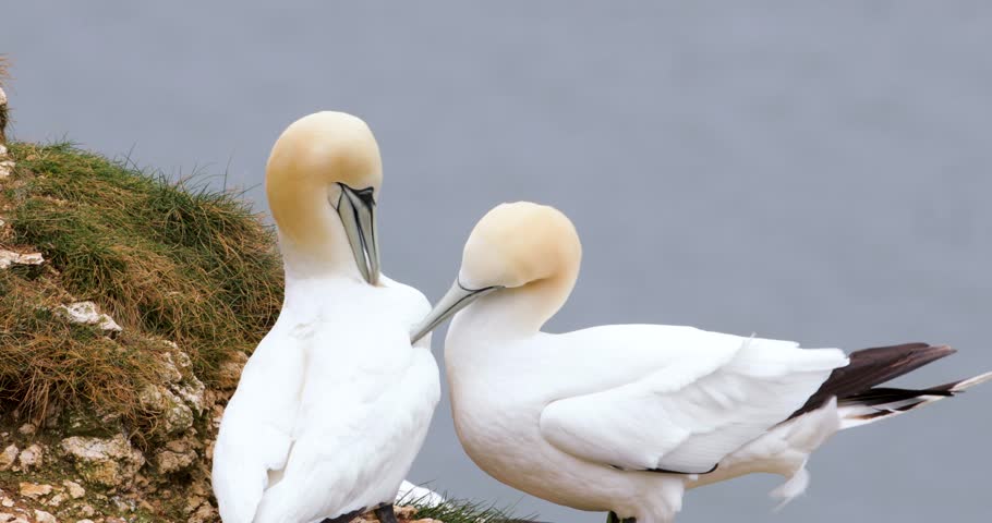 A pair of Northern Gannets (Morus bassanus) bonding behaviour on a sea cliff, UK.
