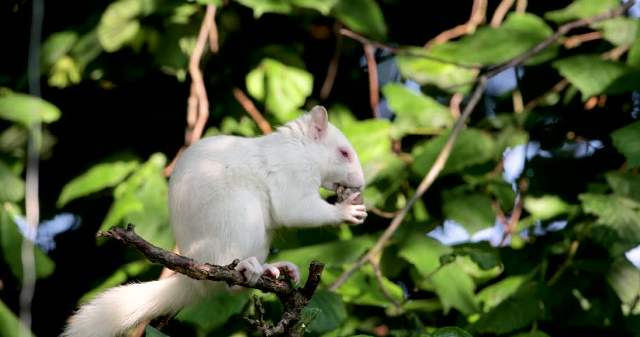 A rare true albino Eastern gray squirrel (Sciurus carolinensis) with its distinctive pink red eyes and pure white fur is perched on a tree branch and eating a nut, UK.