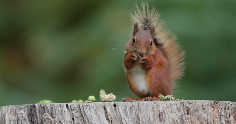 Portrait of a cute red squirrel eating green hazelnuts on a tree stump, UK.