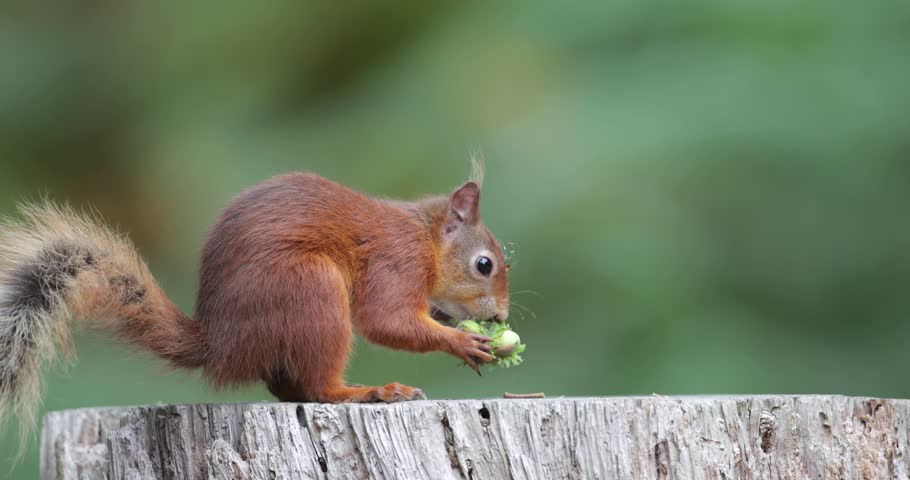 Portrait of a cute red squirrel eating green hazelnuts on a tree stump