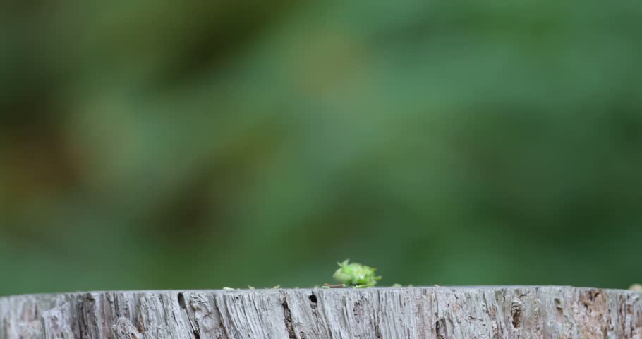 Portrait of a cute red squirrel eating green hazelnuts on a tree stump