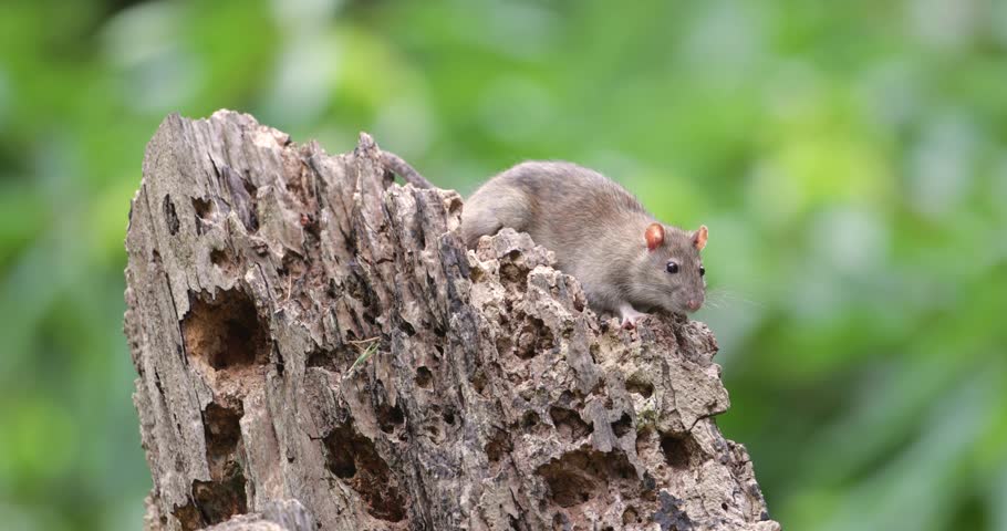 Close-up of a brown rat (Rattus norvegicus) searching for food on a tree stump in a forest, UK.