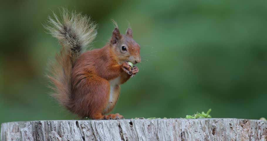 A beautiful wild Eurasian Red Squirrel (Sciurus vulgaris) perched on a tree stump and eating green hazelnuts, UK