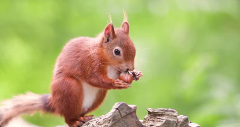 A beautiful wild Eurasian Red Squirrel (Sciurus vulgaris) perched on a tree stump and eating green hazelnuts, UK