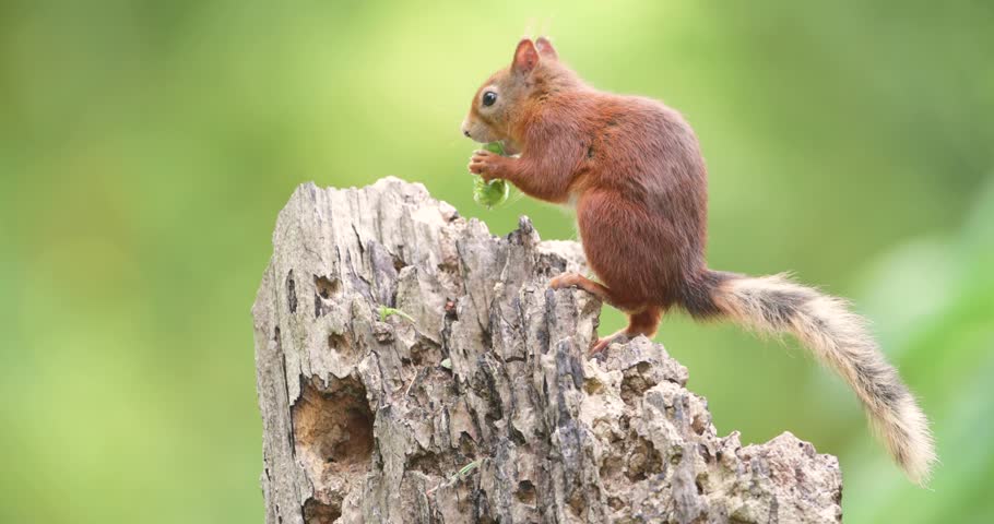 A beautiful wild Eurasian Red Squirrel (Sciurus vulgaris) perched on a tree stump and eating green hazelnuts, UK