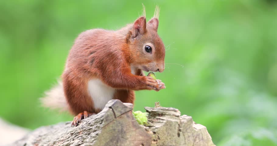 A beautiful wild Eurasian Red Squirrel (Sciurus vulgaris) perched on a tree stump and eating green hazelnuts, UK