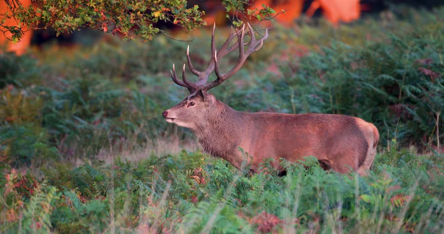 Portrait of a Red deer stag (Cervus elaphus) with impressive antlers roaring or bellowing in ferns at sunrise during the autumn rutting season, UK.