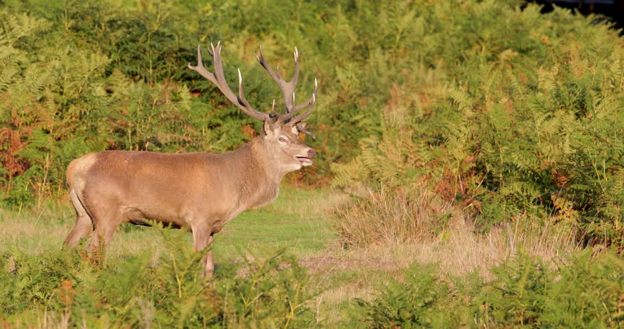 Portrait of a Red deer stag (Cervus elaphus) with impressive antlers roaring or bellowing in ferns at sunrise during the autumn rutting season