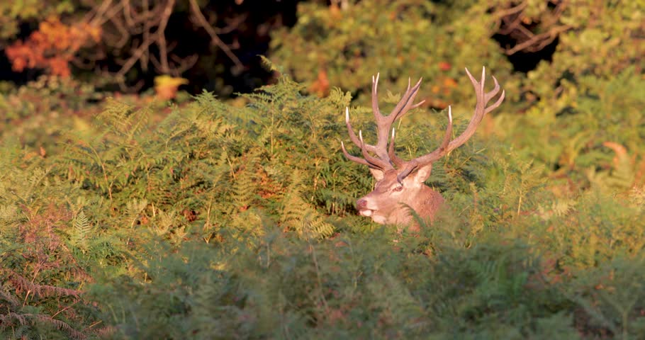 Portrait of a Red deer stag (Cervus elaphus) with impressive antlers roaring or bellowing in ferns at sunrise during the autumn rutting season, UK.