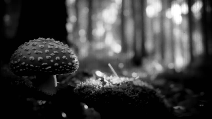 A close-up of a mushroom growing in the woods, suitable for use in nature-themed projects or as a symbol.. Retro video.