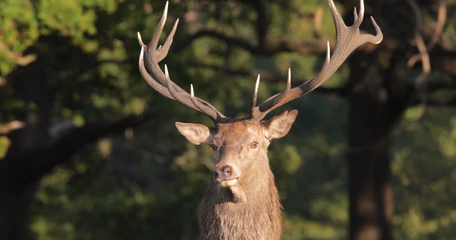 Portrait of a Red deer stag (Cervus elaphus) with impressive antlers roaring or bellowing in ferns at sunrise during the autumn rutting season, UK.