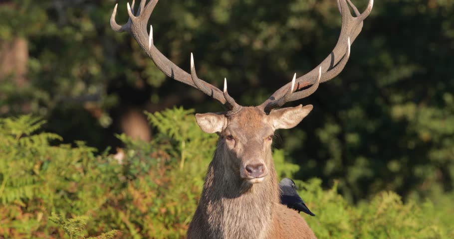 Portrait of a Red deer stag (Cervus elaphus) with impressive antlers roaring or bellowing in ferns at sunrise during the autumn rutting season, UK.