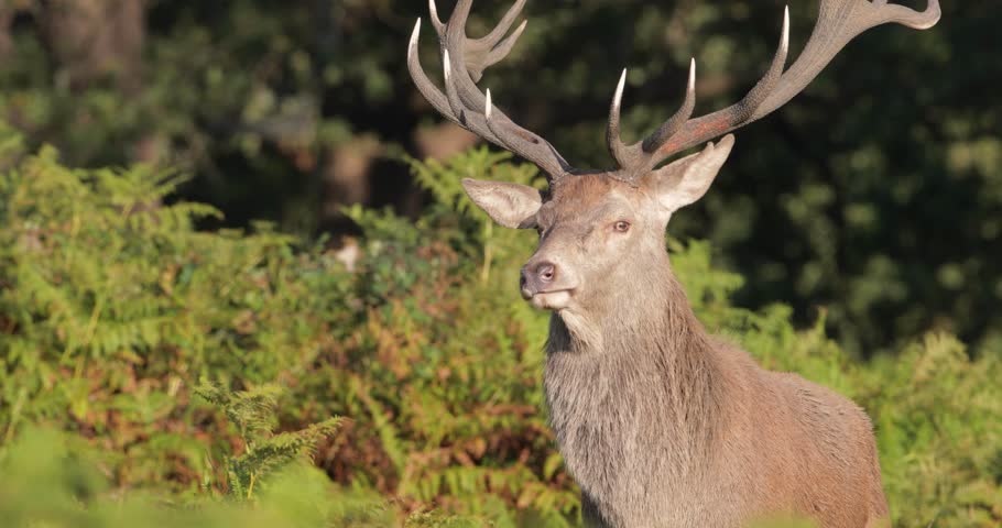 Portrait of a Red deer stag (Cervus elaphus) with impressive antlers roaring or bellowing in ferns at sunrise during the autumn rutting season, UK.
