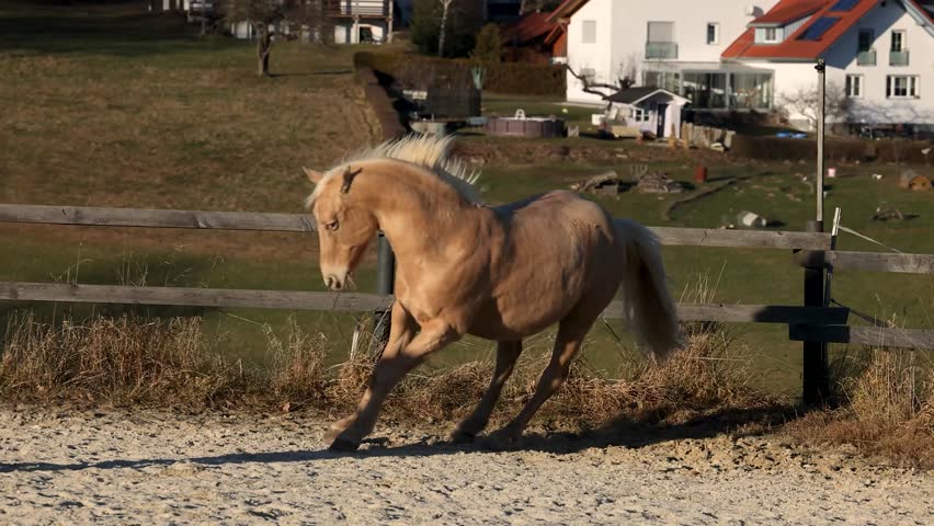 Palomino Caballo Deporte Espanol gelding galloping, playing and bucking on an outdoor riding arena
