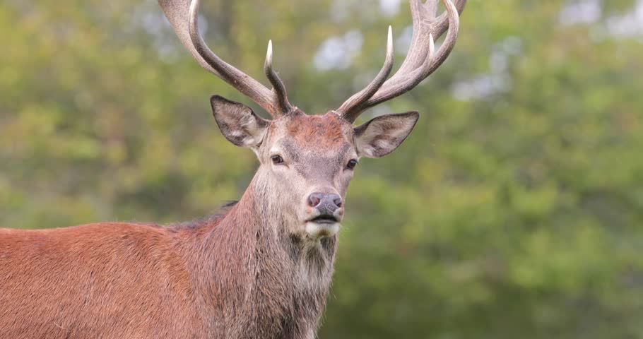 Close-up portrait of a wild young male Red deer stag (Cervus elaphus) standing in natural woodland background in the autumn season, UK.