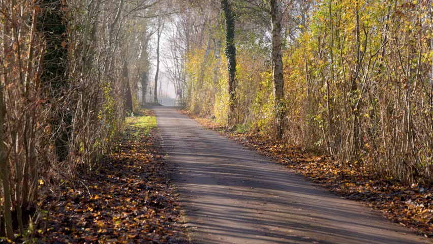 Paved pathway in autumn forest lined with tall trees and fallen yellow-brown leaves soft sunlight and cool shadows create a tranquil, inviting seasonal atmosphere.