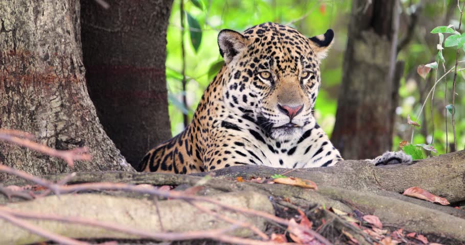 Close-up portrait of a Jaguar (Panthera onca) listening to the jungle sounds on a river bank, Pantanal, Brazil.
