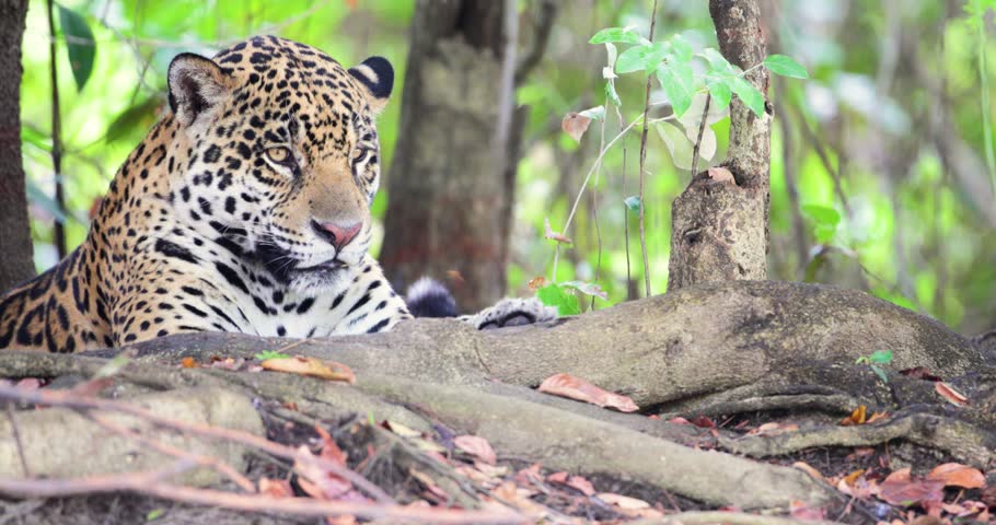 Portrait of a Jaguar (Panthera onca) listening to the jungle sounds on a river bank, Pantanal, Brazil.