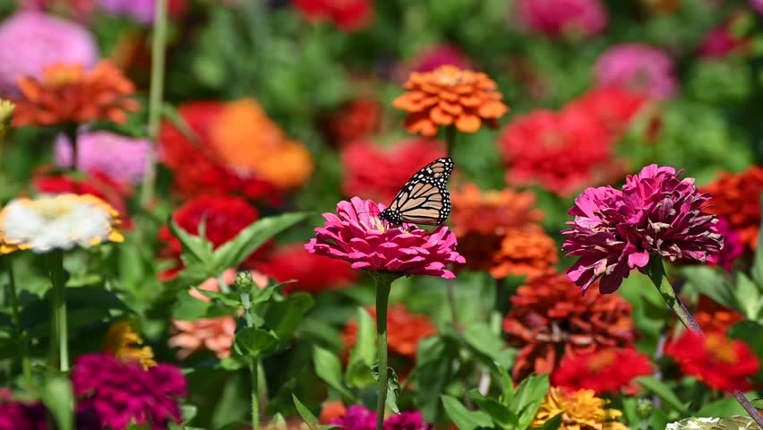 A Monarch butterfly taking nectar from a pink Zinnia flower and then flies away on a breezy summer day.