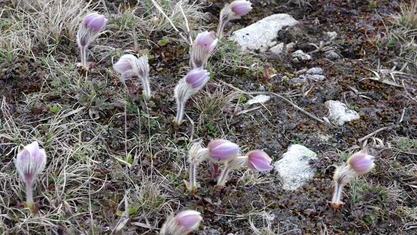 Pulsatilla vernalis commony known as Spring pasqueflower. High-altitude plants vibrating in the spring breeze