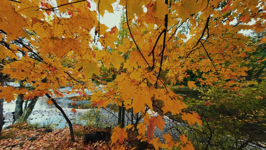 Adirondack Mountain, New York State. Aerial view of a forested area with a river and autumnal foliage. The trees are adorned with vibrant orange and yellow leaves.