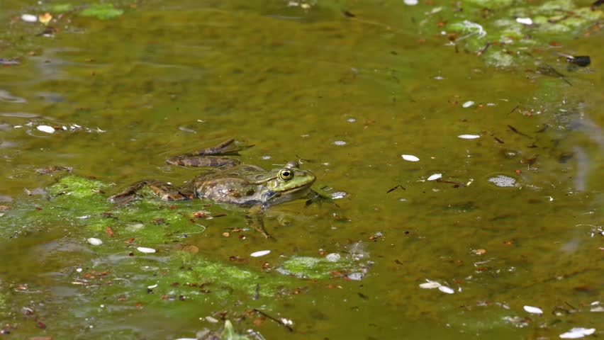 Common frog, Rana temporaria, single reptile croaking in water, also known as the European common frog or European grass frog is a semi-aquatic amphibian of the family Ranidae 