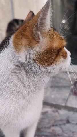 Cute calico street cat waiting for food at an apartment entrance in Istanbul, Turkey. White tricolor stray cat sitting in urban setting during daytime. 29.12.2025.