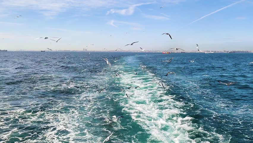 Experience the quintessential Istanbul journey with this captivating high-definition footage of a flock of seagulls following a passenger ferry across the Marmara Sea. Captured during a trip to the Princes' Islands , the video showcases the powerful white wake and turquoise foam created by the ferry's engine as it cuts through the deep blue water. Dozens of seagulls soar gracefully in the air, diving and gliding against a clear sky and the distant silhouette of the Istanbul city skyline.
This dynamic maritime footage perfectly captures the spirit of travel and exploration in Turkey. The rhythmic motion of the waves and the energetic flight of the birds create an immersive atmosphere that is ideal for travel documentaries, tourism promotions, and lifestyle content. It serves as a beautiful visual metaphor for freedom, journeying, and the unique connection between the city and the sea in Istanbul.
The high-quality rendering ensures that every detail, from the individual feathers of the seagulls to the sparkling bubbles in the water's trail, is crisp and vibrant. This versatile asset is perfect for website hero headers, cinematic transitions in travel vlogs, or as an evocative background for social media storytelling. Whether you are promoting a cruise, a local tour, or simply need a high-energy nautical background, this footage of seagulls on the Bosphorus Marmara route delivers a professional and authentic aesthetic. Use this stunning visual to bring the iconic charm of Istanbul’s sea voyages to your next creative production.
