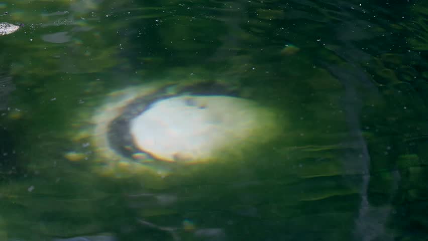 Natural spring where the water bubbles up from underground.