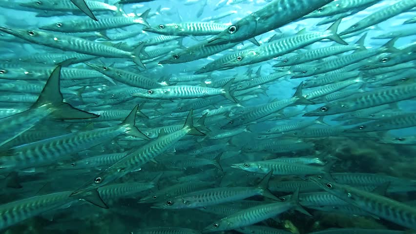 Slow motion underwater view inside a dense school of barracudas Sphyraena barracuda circling in blue water. Filmed at Sail Rock, a renowned dive site in Thailand near Koh Samui, Koh Tao and Koh Phangan.