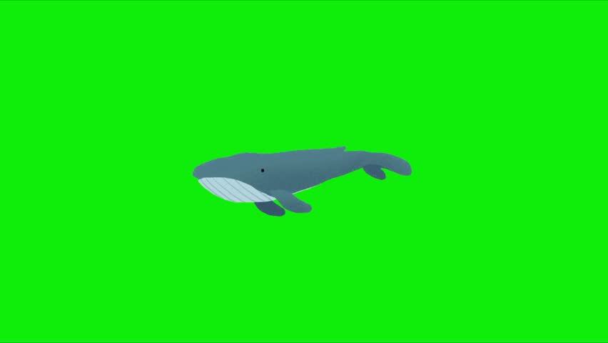 Whale Animation – Graceful Giant of the Ocean in Smooth Motion. Animation, green screen background. 