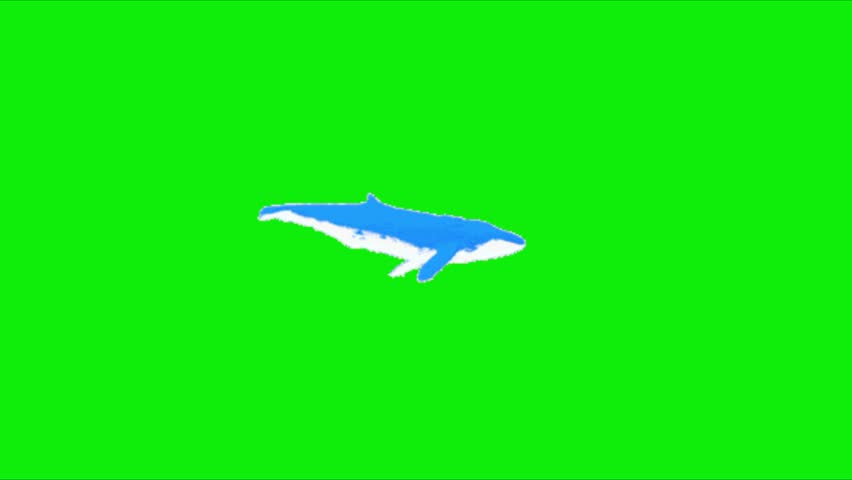 Whale Animation – Graceful Giant of the Ocean in Smooth Motion. Animation, green screen background. 