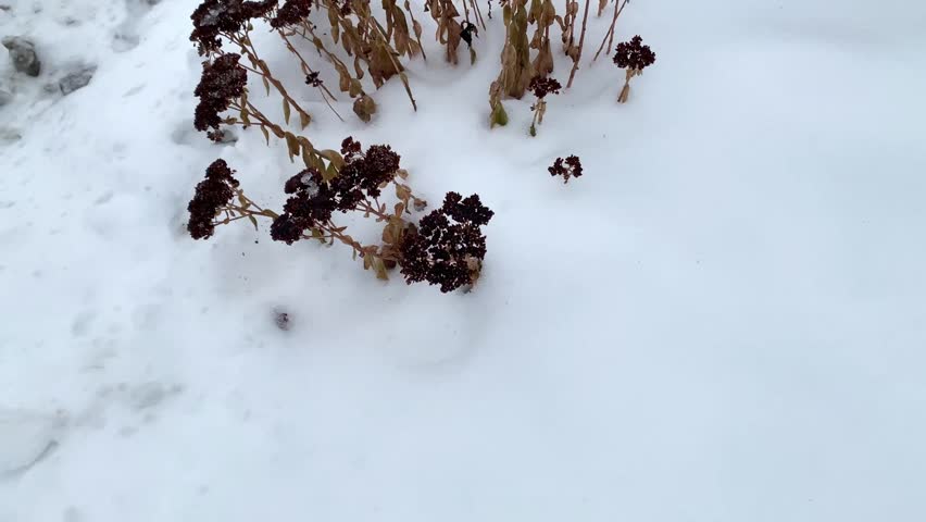 Frozen Sedum flower standing above the snow in winter, showcasing the beauty of winter plants and frosty conditions.