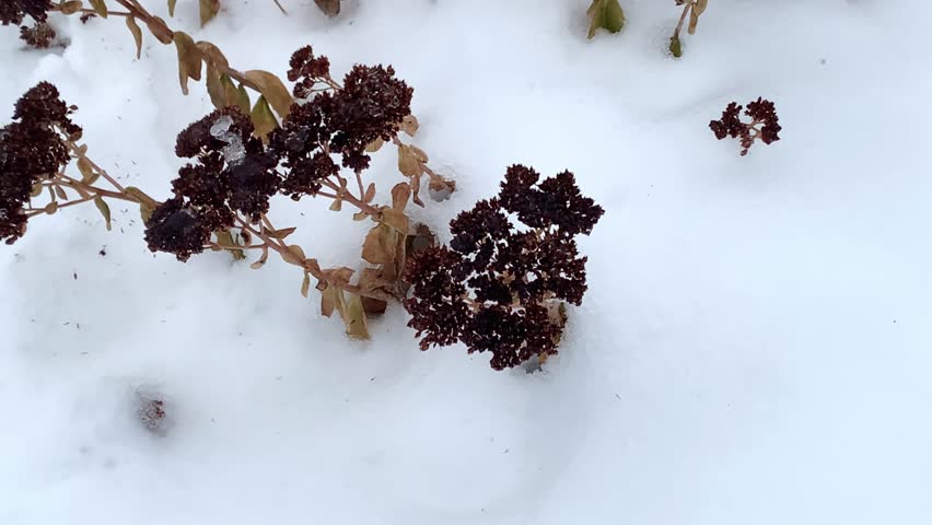 Frozen Sedum flower standing above the snow in winter, showcasing the beauty of winter plants and frosty conditions.