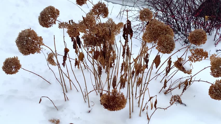 Frozen hydrangea flowers standing above the snow in winter, showcasing frosty garden plants and cold season conditions.