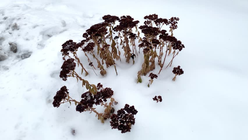 Frozen Sedum flower standing above the snow in winter, showcasing the beauty of winter plants and frosty conditions.