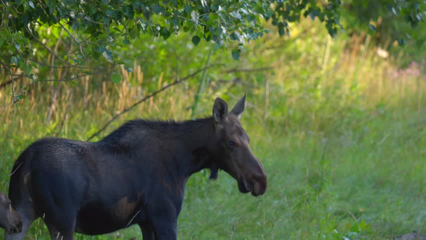 Mom and Calf Moose on the side of the road in Island Park, Idaho, USA 4k