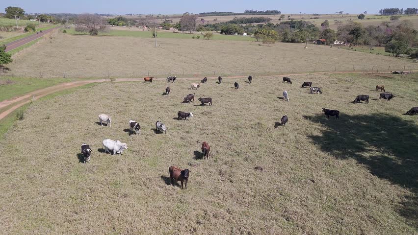 Aerial view of cattle grazing in open pastureland in a rural area. Drone footage shows a herd of cows spread across grass fields, with farms and rolling countryside in the background. Calm agricultural landscape representing livestock farming, ranching, food production and rural economy.