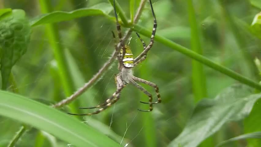 A depiction of a spider with a body pattern in striking yellow, black, and white, hanging on its web along with green leaves. With striped patterns on the spider