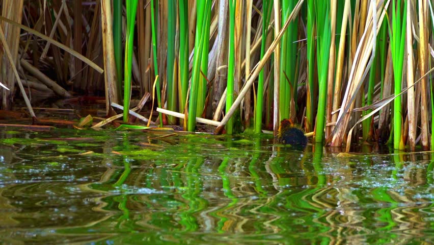 Fulica Americana Caring for Its Baby on Peaceful Water
